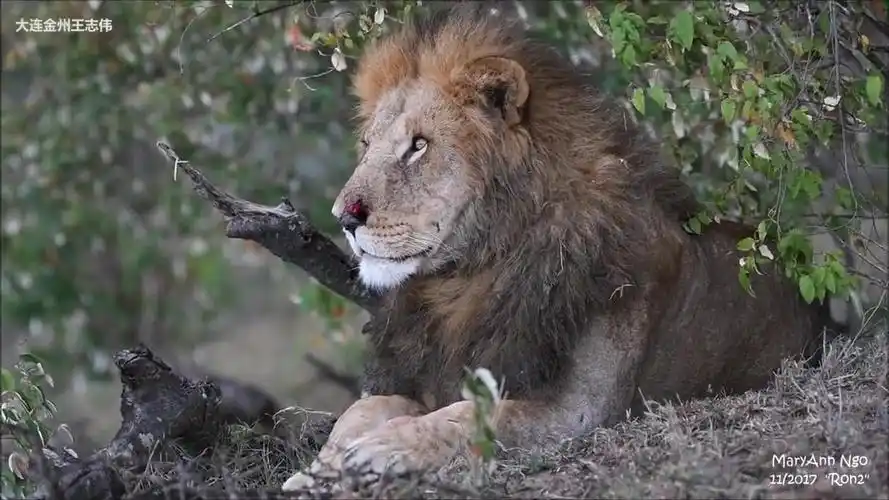 雷克罗男孩联盟雄狮罗恩二鼻子受伤