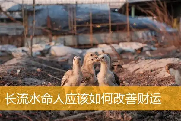 长流水命人应该如何改善财运