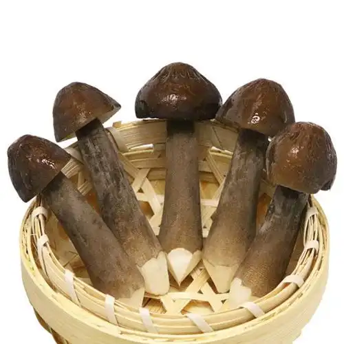 【三方仓包邮】云南黑皮鸡枞菌 当季鲜品 净重2斤 顺丰包邮