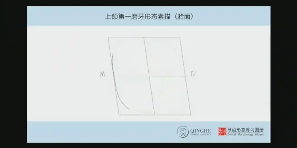 上颌第一磨牙形态素描 上颌第二磨牙形态素描_哔哩哔哩_bilibili