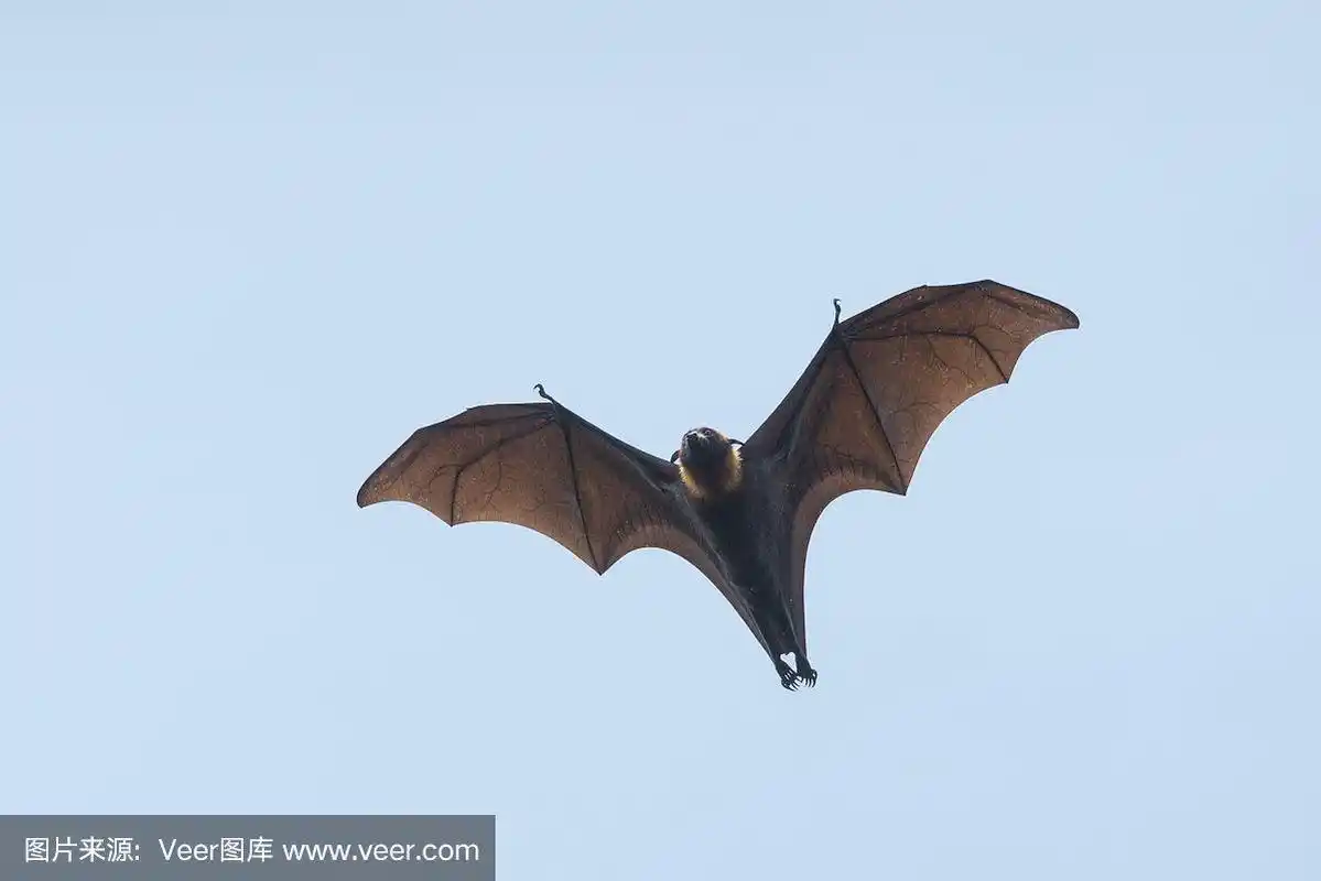 蝙蝠飞行