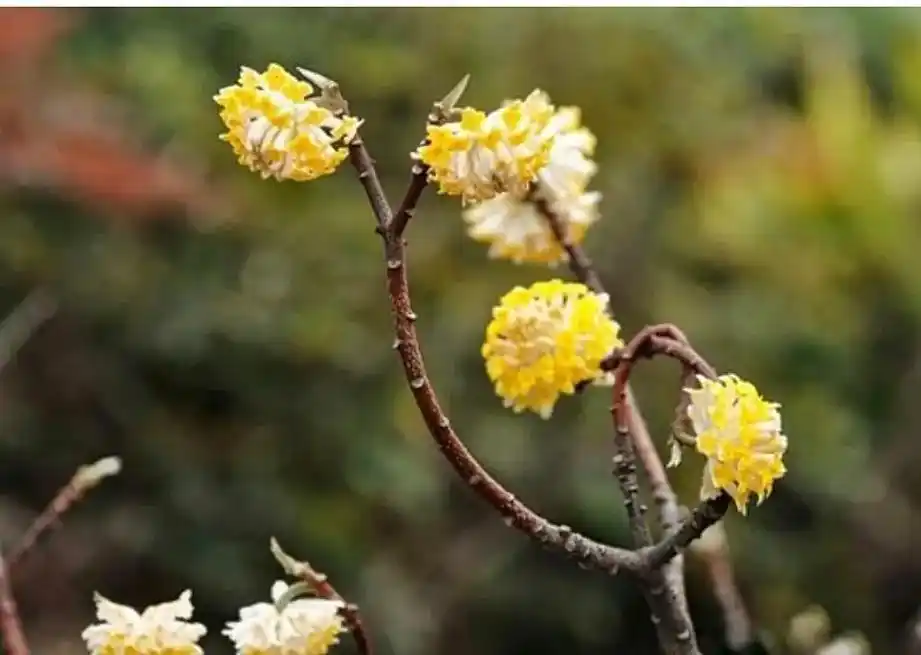 结香花语.#抖音图文来了 结香,别名黄花结香,黄瑞香,雪里开 - 抖音