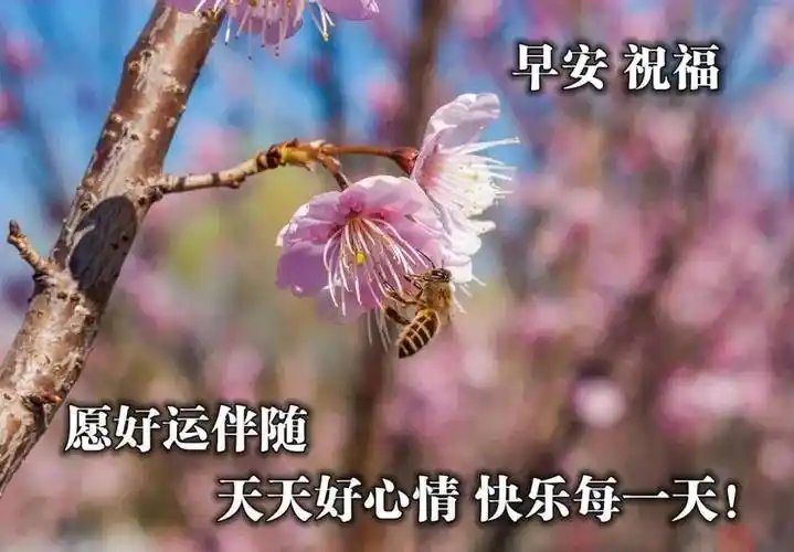 6张最新漂亮春天风景早安图片带字带祝福语 免打字朋友圈早上好问候