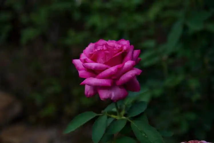 星星点点的月季花(首发)