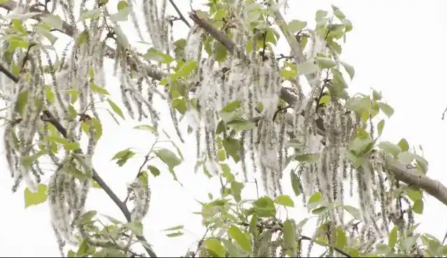 杨絮和柳絮的区别:本质区别,传播距离不同,出现时间不同,蜜腺不同
