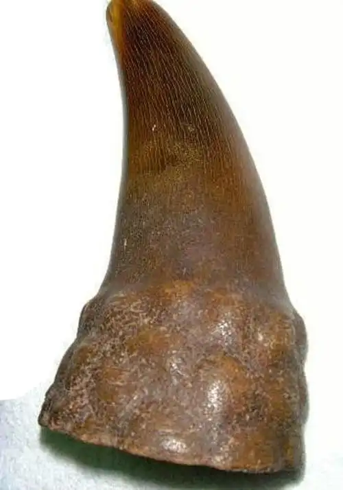 附:从犀牛到犀角杯——老犀角的物件目前大概的价格:亚犀8000-12000元