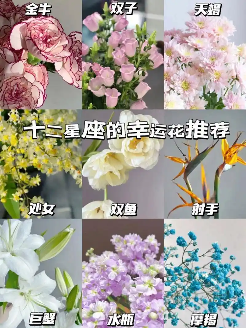 给姐妹们汇集了十二星座专属守护花,让花花来守护你的运气!