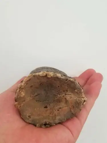 久远的亚洲犀牛角原角可以拍卖吗