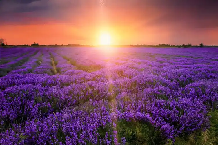 2021年,国内最值得青睐的10个地方3月的杏花,5月的玫瑰,6月的薰衣草,7