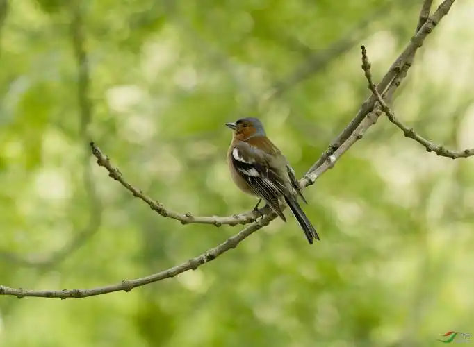 慕尼黑奥林匹克奥运会场门口树枝上喳喳叫的小鸟