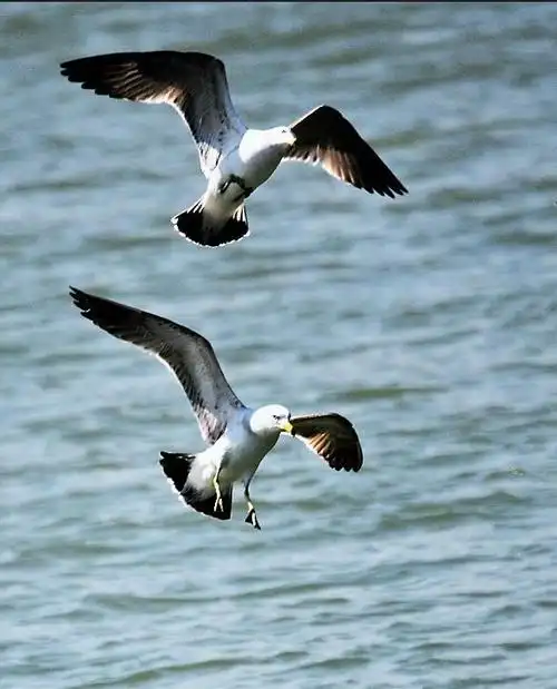 海鸥在大海自由飞翔
