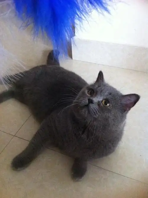 蓝猫这个价钱合适吗