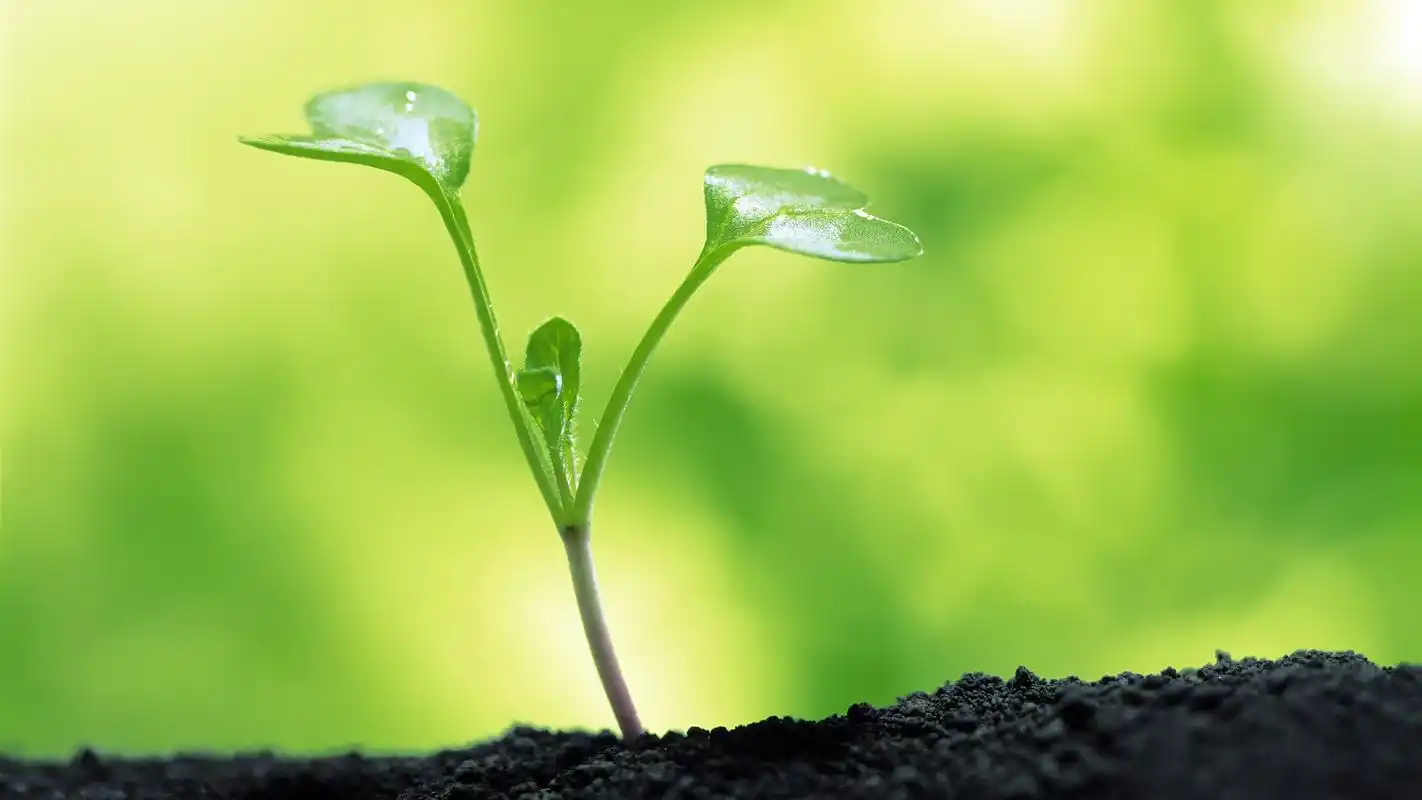 小清新绿色护眼植物高清宽屏壁纸