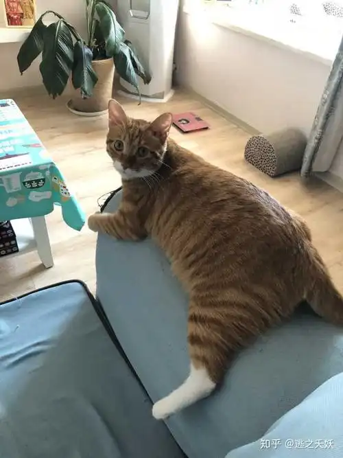 请问这是橘猫和什么的串?