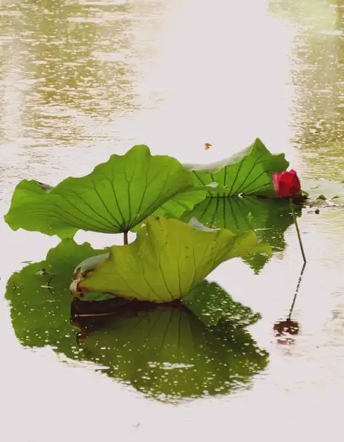 七宝荷花别样情