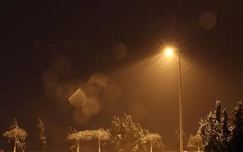 读睡诗歌《雪花,在夜晚盛开》