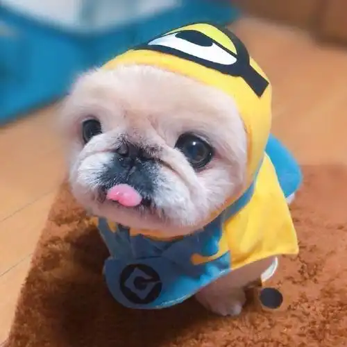 小萌狗##萌宠集中营