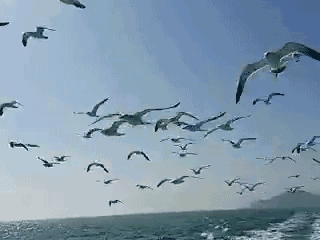 如果你到过大海,你常常可以看到,海鸥展开银光闪闪的翅膀,紧紧地跟着