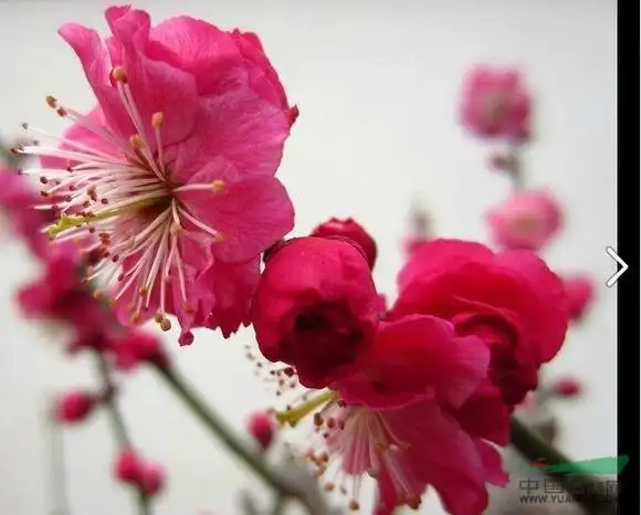 梅花小苗 白须朱砂梅 梅花苗批发 梅花树苗价格