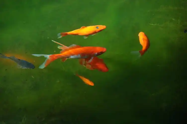 好看招财的锦鲤和金鱼图片 - 第31张