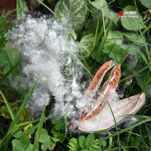 【木棉飘絮摄影图片】生态摄影_秋日魅影_太平洋电脑网摄影部落