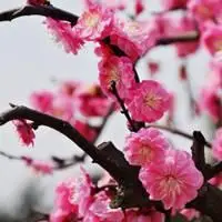 美丽的红梅花头像图片_微信头像图片大全