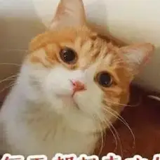 原创给猫拍照太难了看我把猫拍成了啥