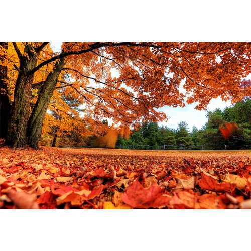 秋天风景海报装饰画红叶森林树木落叶图片自然山水客厅墙贴壁画 01