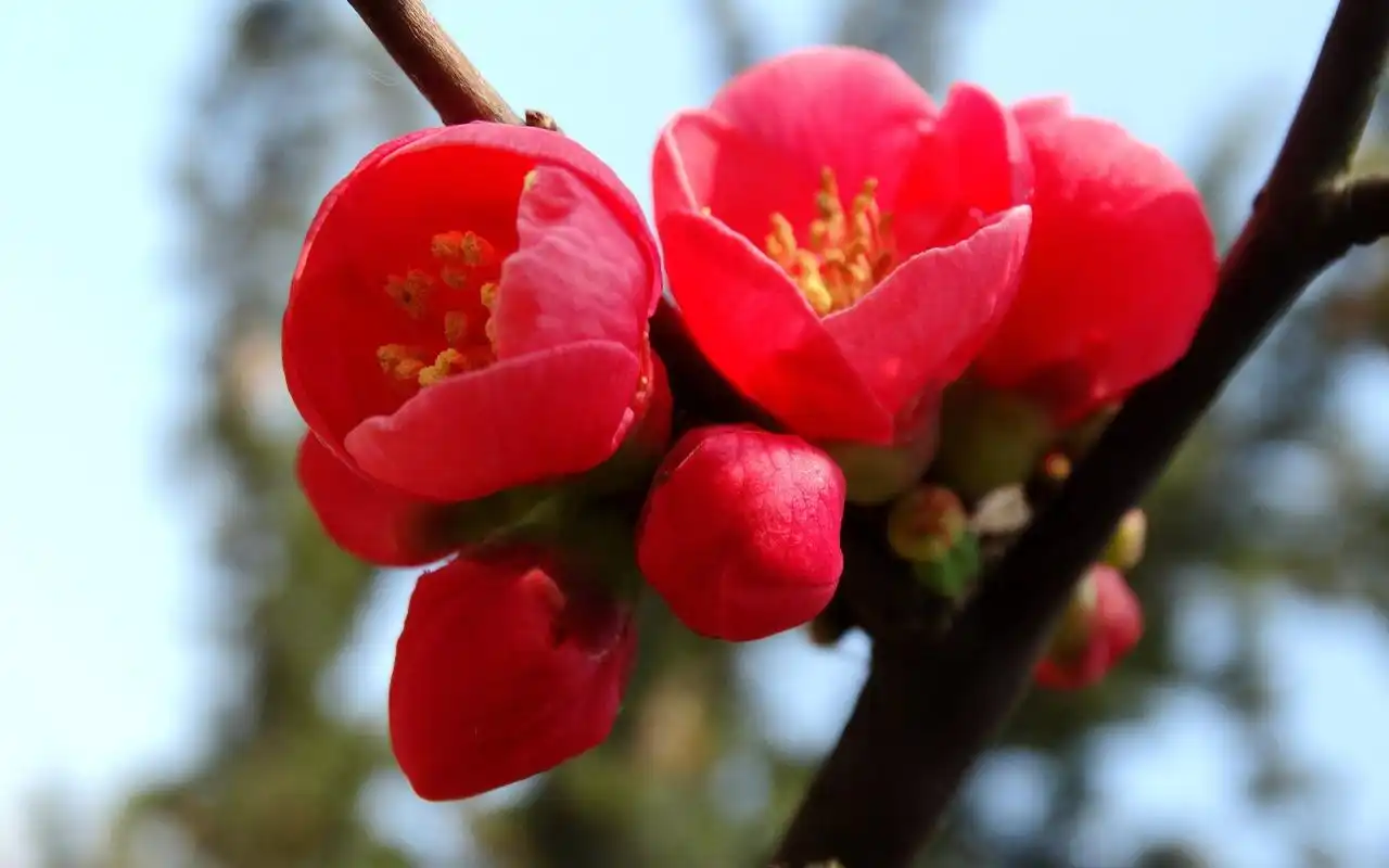 阳光下红色的海棠花电脑桌面壁纸下载_风景壁纸_壁纸下载_美桌网
