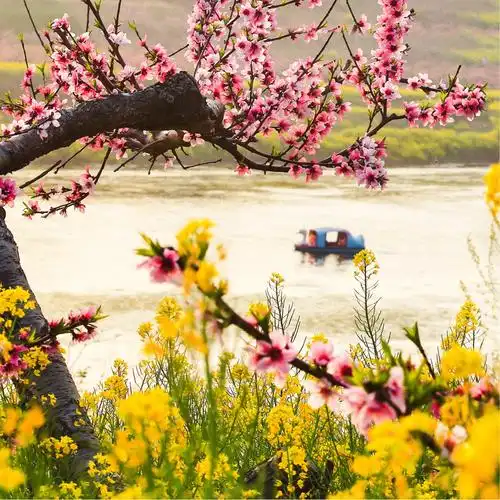 春天记忆～桃花红杏花白