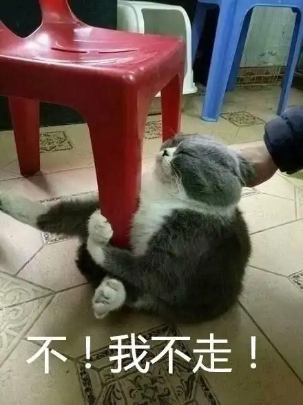 我不走!_猫咪_凳子_抓住表情