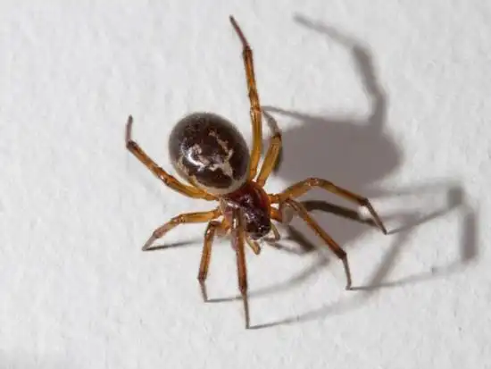 英家庭现巨毒蜘蛛宠物豚鼠被咬死