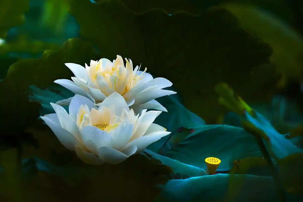 莲花图片(莲花图片大全大图高清) - 123植物网