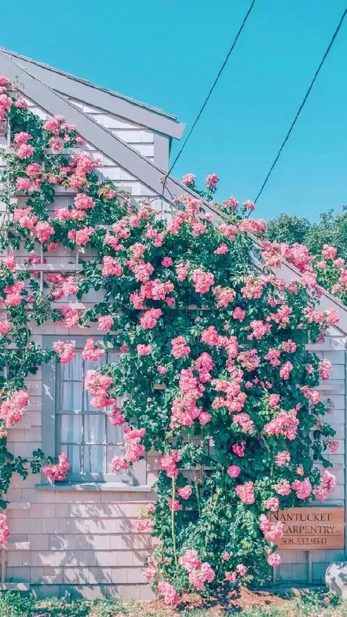 花团锦簇唯美风景图片手机壁纸