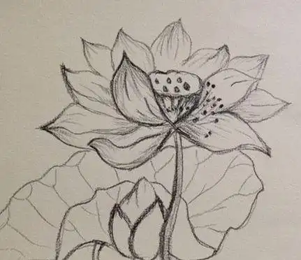 素描画花的简笔画 简笔画图片大全-普车都