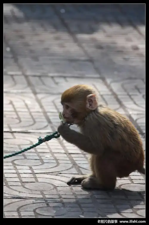 图.社会纪实:耍猴