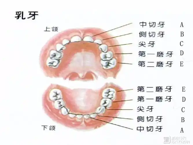 各种牙齿的名称功能及矫正