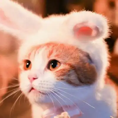 白灏宇:微信头像/可爱/猫咪/少女心/女生