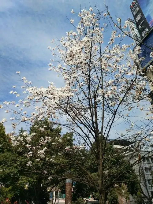 最先怒放的属邺州广场的白木棉花