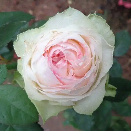 欧月多花藤本月季苗日本月季幻彩