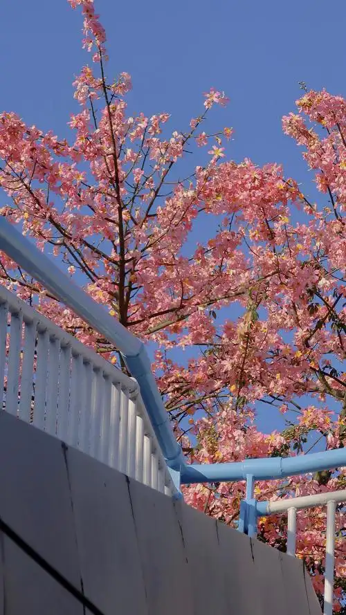 粉红色异木棉花手机壁纸_异木棉花唯美浪漫气息手机壁纸_三千图片网