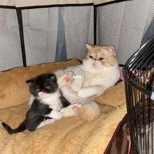 加菲猫和蓝猫的孩子是什么样子呢