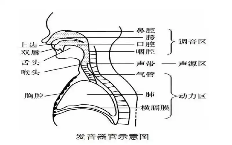 百分之80学唱歌的人都卡在假音陷阱中你中招了吗