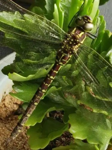 这是一种当地个头最大的蜻蜓,在空中飞舞很霸气的.