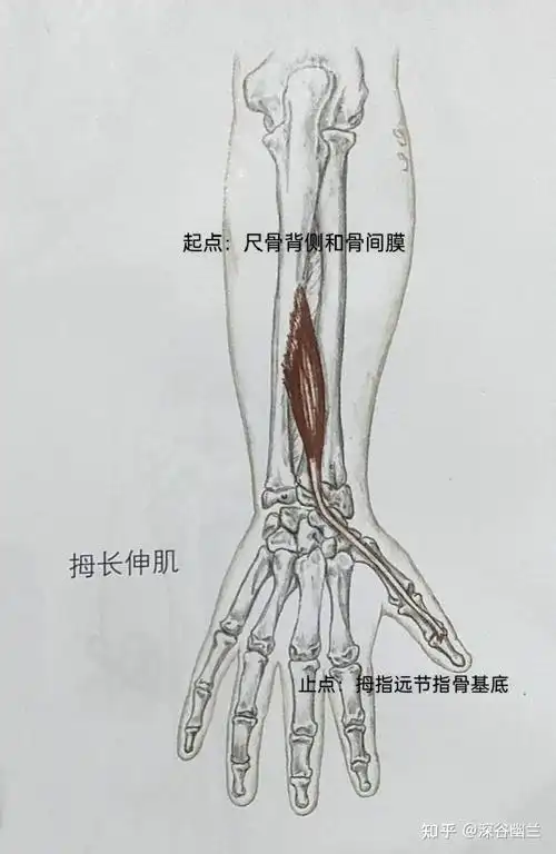参与腕内收(尺偏)动作的肌肉有:尺侧腕伸肌,尺侧腕屈肌.