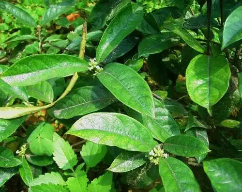 壮阳最好的四大中药 - 农村致富 - 艾叶米