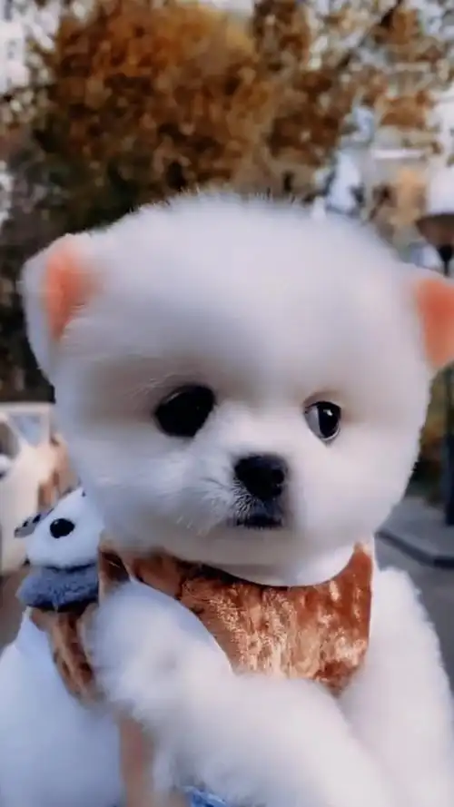 呆萌可爱的茶杯犬,你喜欢吗-度小视