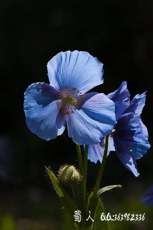 蓝罂粟