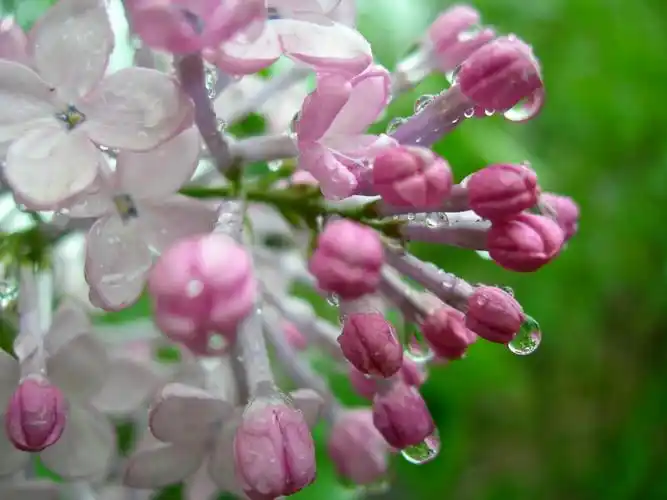 "雨中曲"宾得摄影大赛 -- 色影无忌