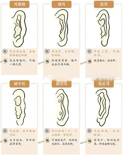 文档下载 所有分类 > 从耳朵上看人运势,福气耳朵看命(上)